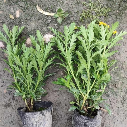 成都成都温江区木春菊批发大小杯