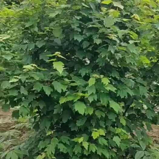 芦山县丛生美国红枫