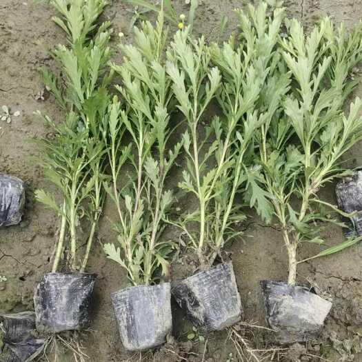 成都四川成都温江产木春菊苗基地直供新鲜花卉绿化植物
