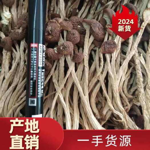 江西广昌县江西广昌茶树菇5号菇不开伞茶树菇茶薪菇干货2024新菇