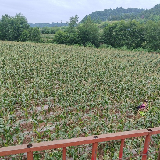安岳县万糯188