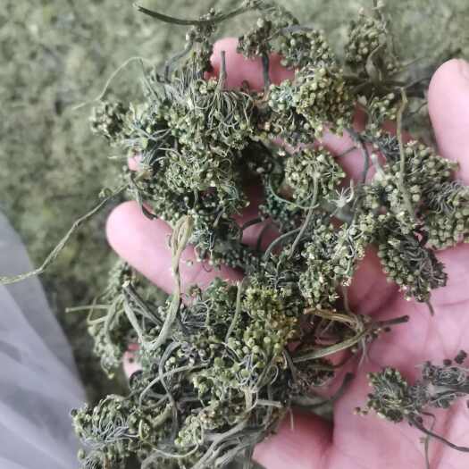 亳州人参花 正品无硫人参花【假一赔十】