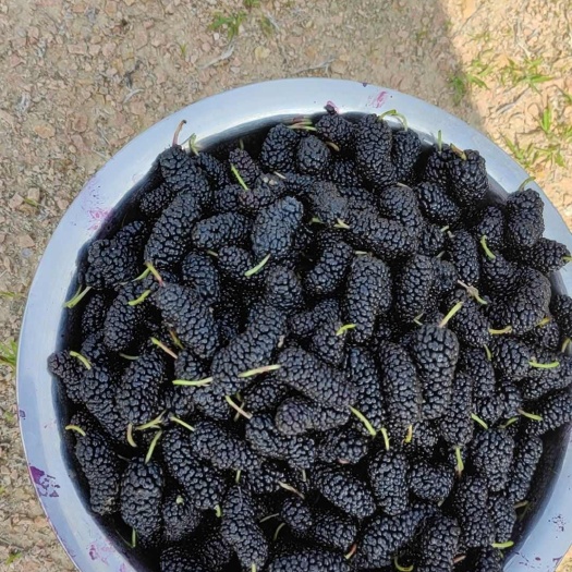 青岛黑桑葚
