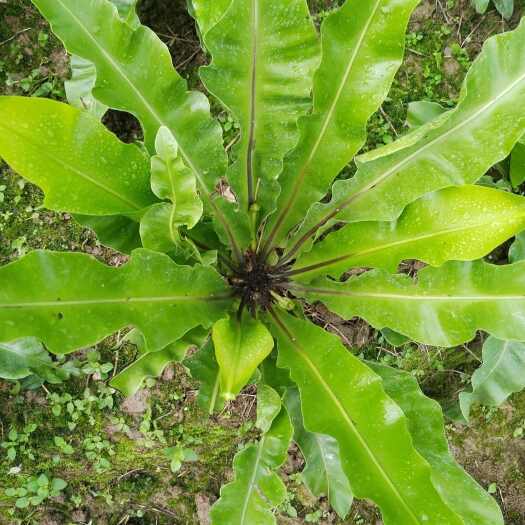 孟连县山苏菜，山苏苗