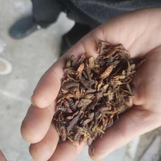 资阳饲料鱼