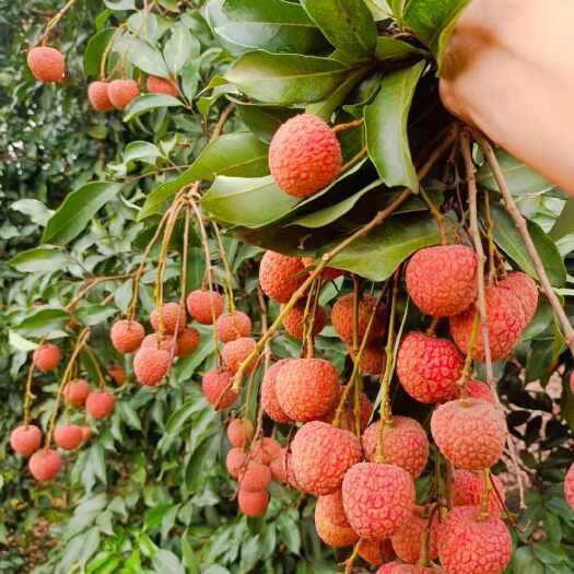 灵山县荔枝