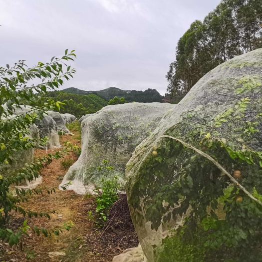 苍梧县三华李已批完，明年再见。