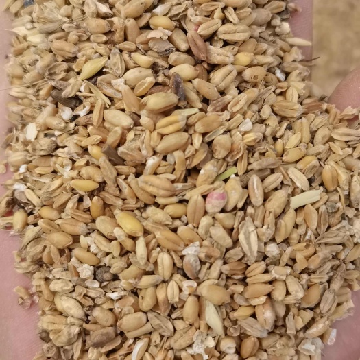 碎小麦