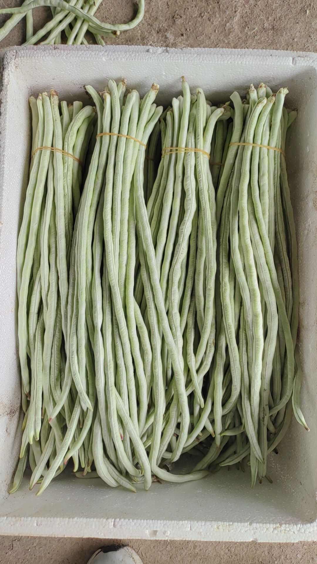 白缸豆种子白马王子长白豇豆种子厚肉豆角大田春秋季豆荚蔬菜种子