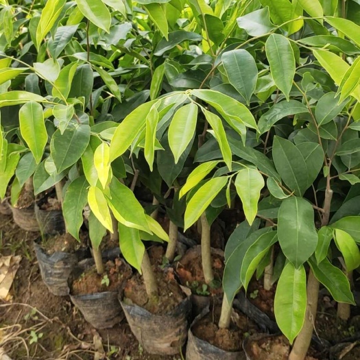 海口奇楠沉香苗品种《西瓜叶

》