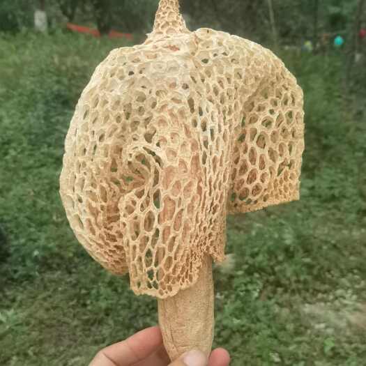 成都宜宾长裙竹荪，头茬个大肉厚！