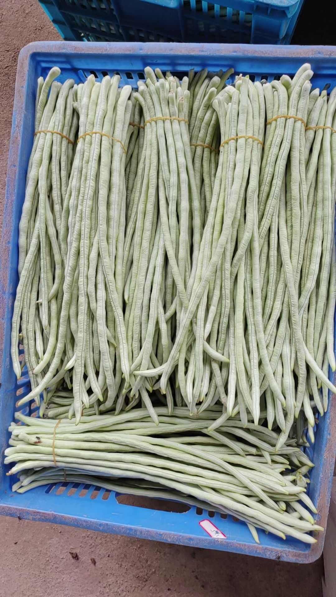 白缸豆种子白马王子长白豇豆种子厚肉豆角大田春秋季豆荚蔬菜种子