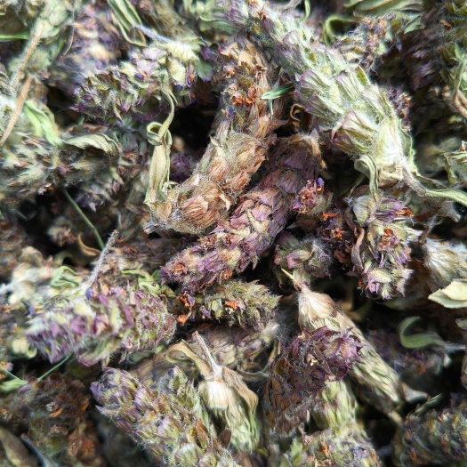 夏枯球