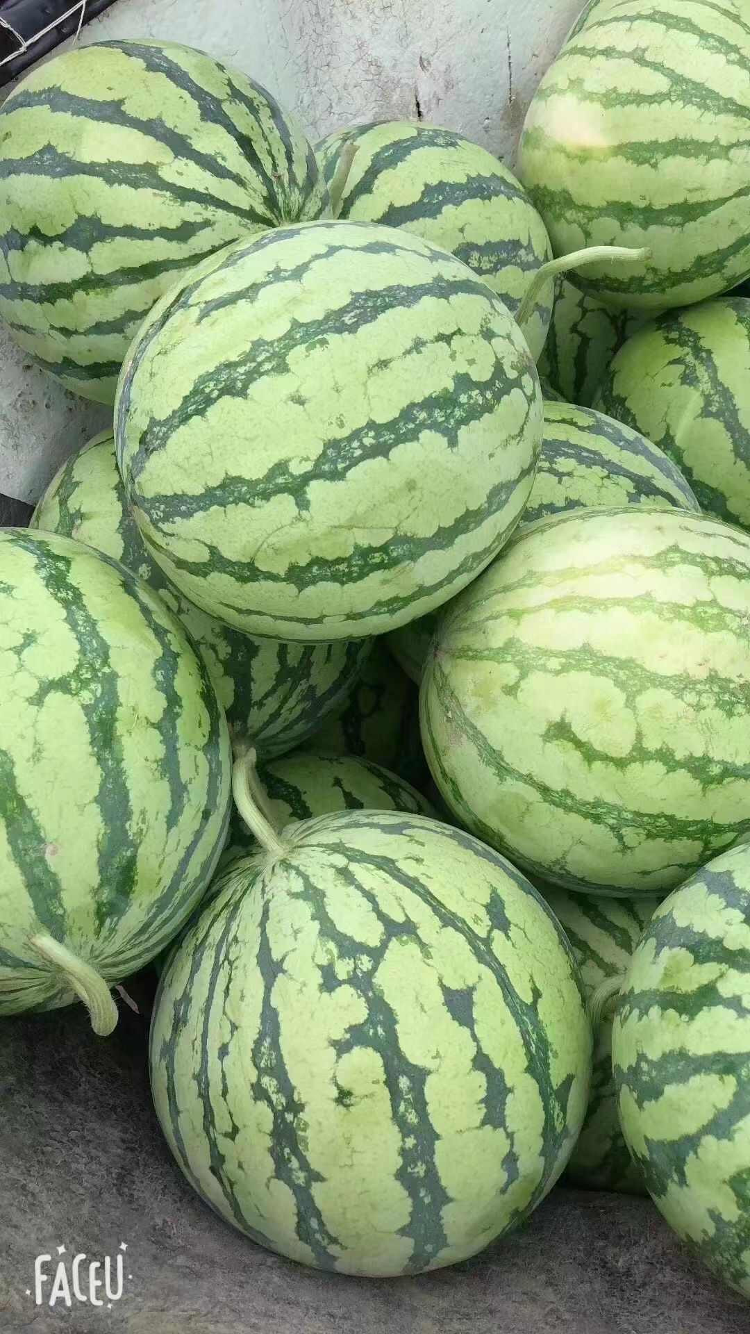 8424麒麟瓜美都