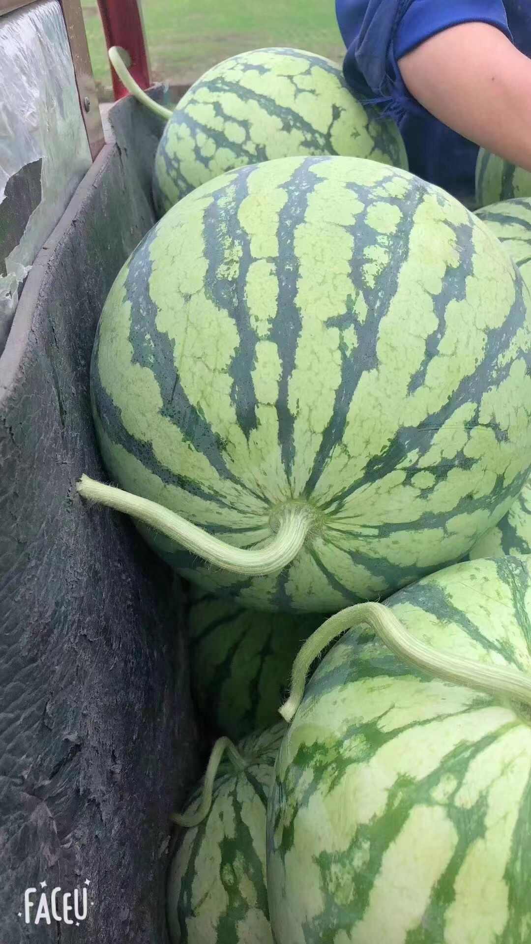 8424麒麟瓜美都