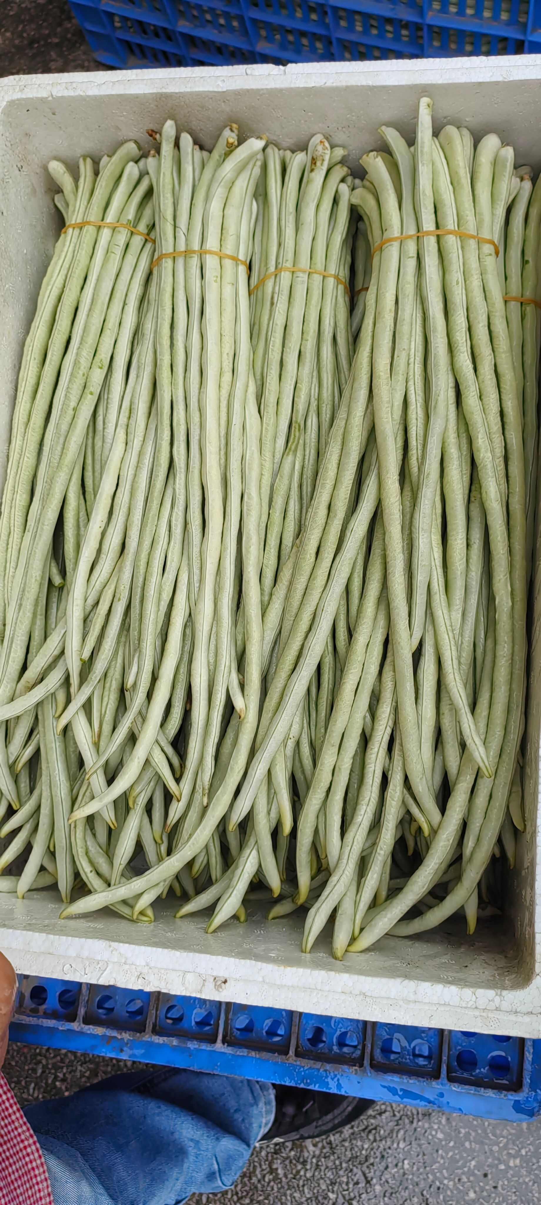 白缸豆种子白马王子长白豇豆种子厚肉豆角大田春秋季豆荚蔬菜种子