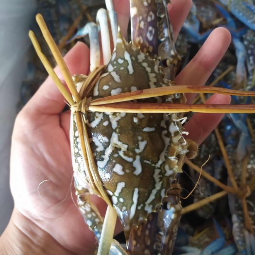 兰花蟹 一手价格，全国发货，质量好，各种规格都有
