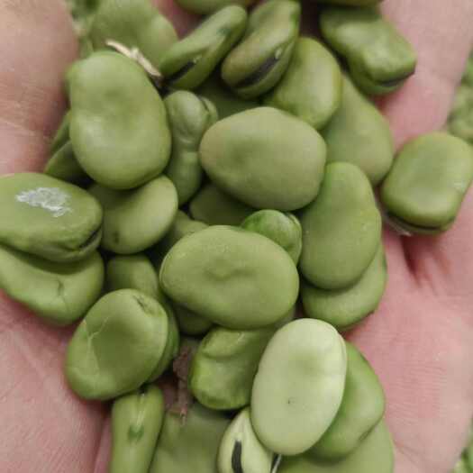 商丘商丘大量上货，干蚕豆子，量大从优…