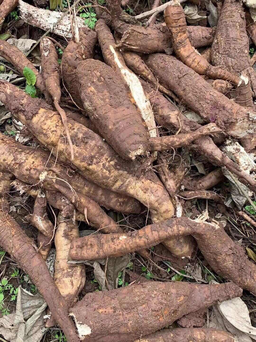 葛根干片，深山老林里葛根