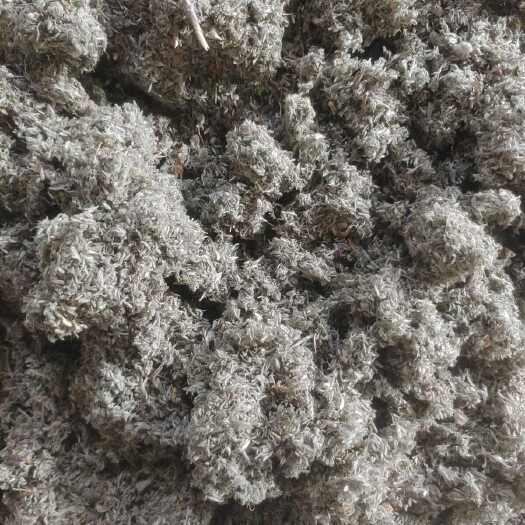 博野县茵陈