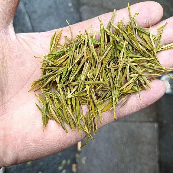 新白茶  黄金芽 精品春芽