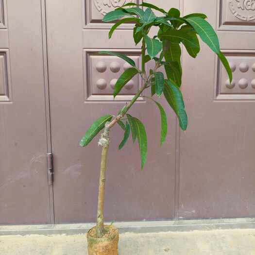 灵山县金煌芒果苗