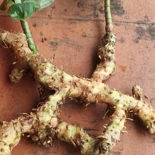 钦州闭鞘姜 水蕉花 白石笋  鲜货干货自由购买