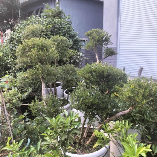 浦城县小叶赤楠盆栽