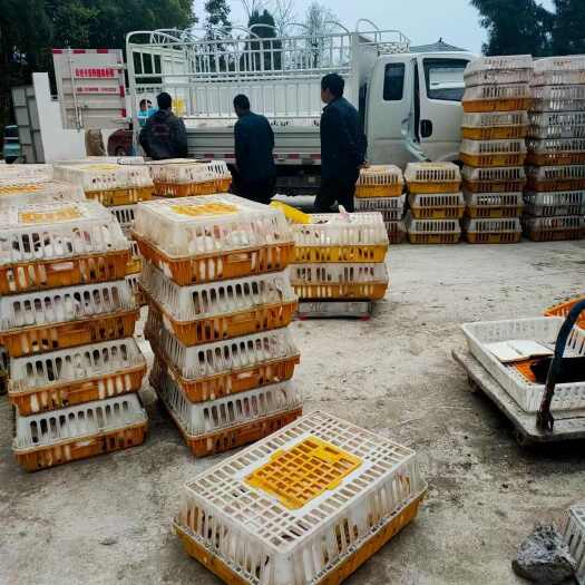 监利市湖北兔子养殖肉兔种兔养殖基地提供伊拉伊拉兔比利时兔