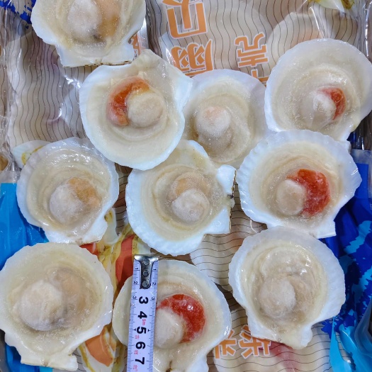成都8/9夏夷扇贝