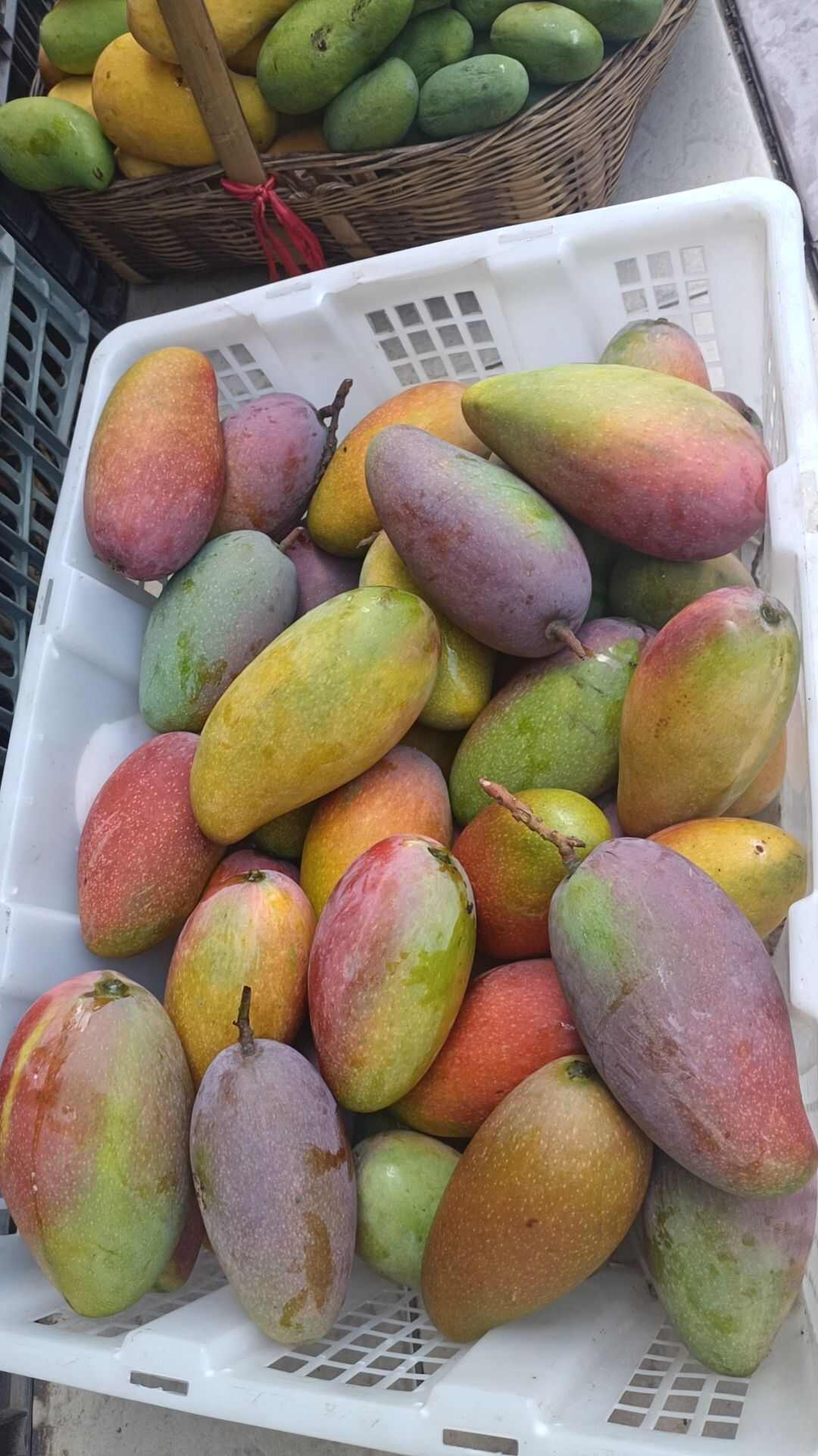 大金凤凰芒果