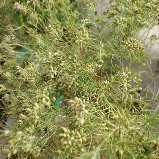 麦盖提县孜然