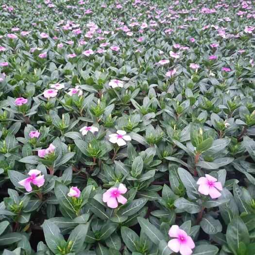 嘉善县长春花