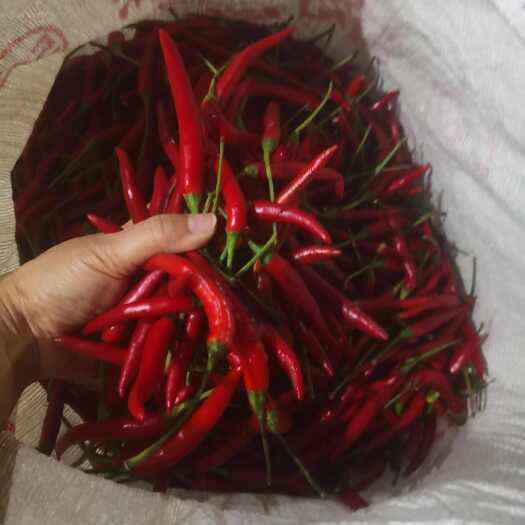 横州市每天有5000千斤工厂货辣椒，适合饭堂，烘干厂，泡椒厂