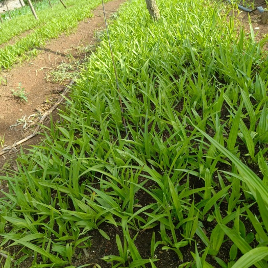 兴义市白芨苗