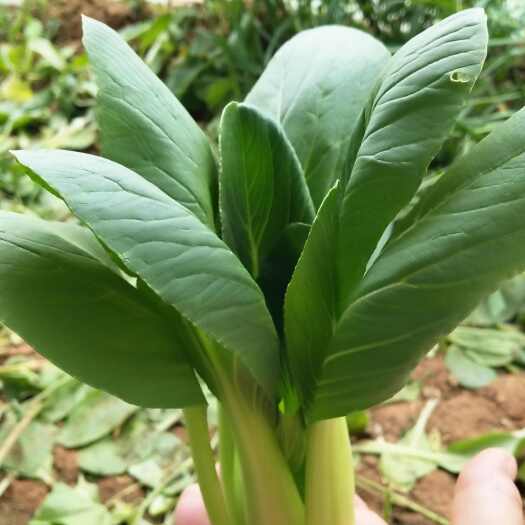 荥阳市优秀上海青:蔬菜基地，自产自销！20斤起发，欢迎批发采购！