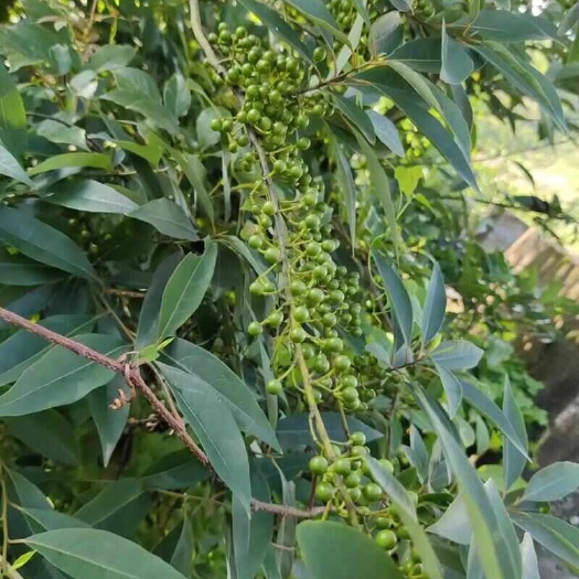 木姜子种子苗山苍子苗