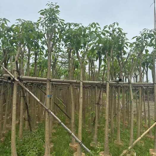 揭阳红花风铃木5-8公分大量出售