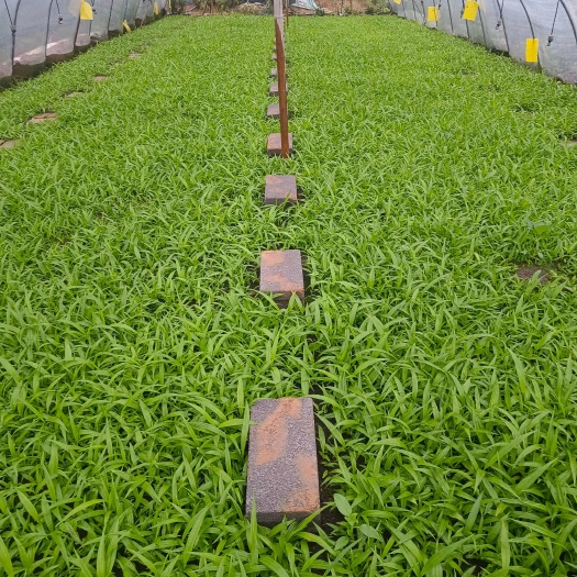 紫花白芨驯化种苗