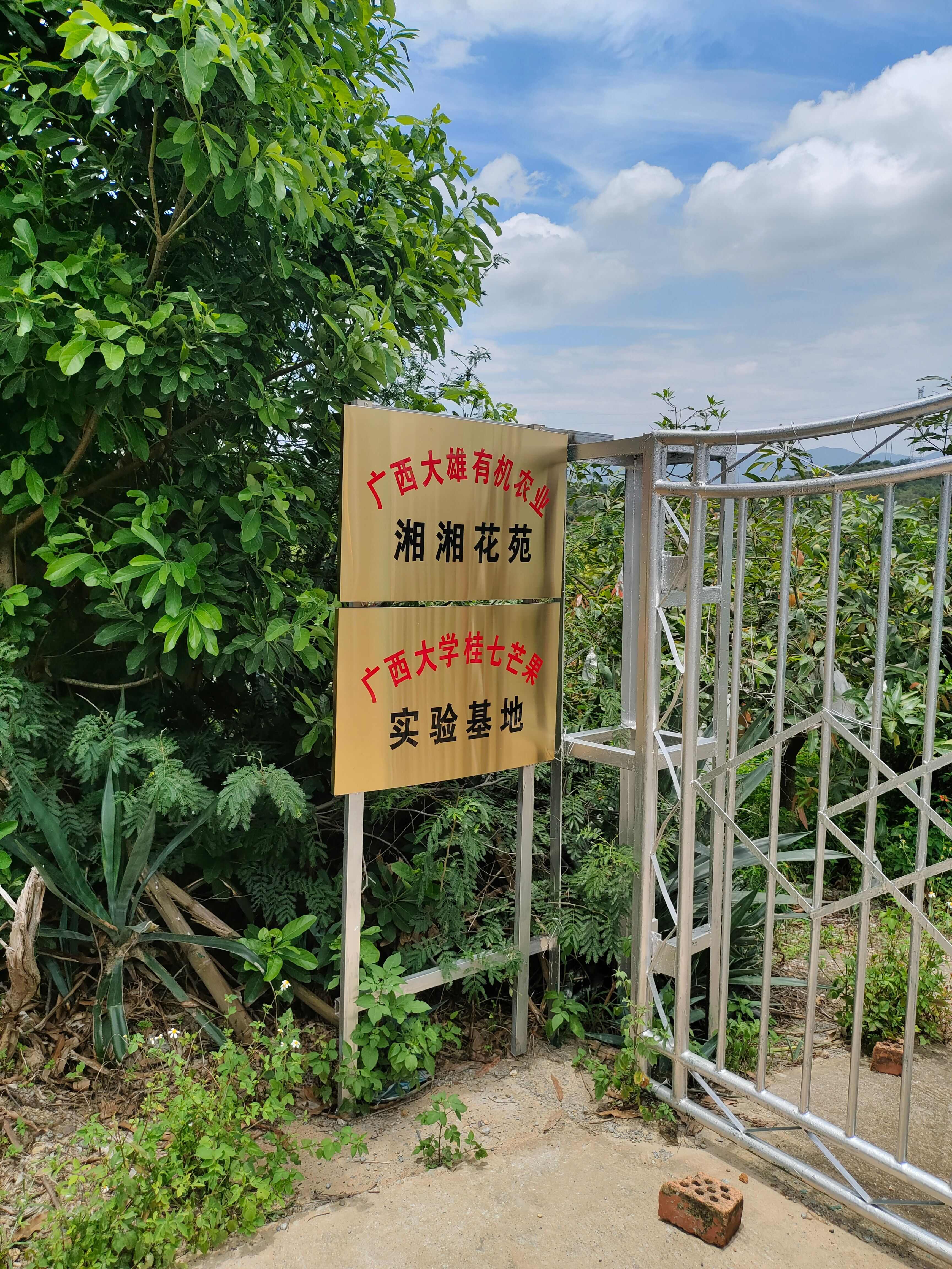 广西田东桂七青芒果现摘现发当季水果包邮果园超甜多汁