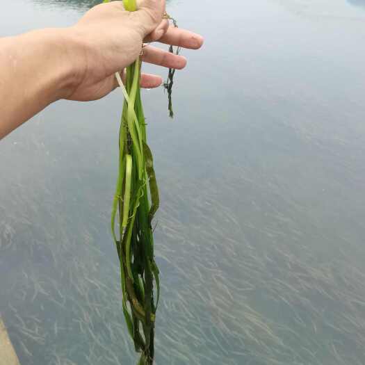 永州水草类大量有货