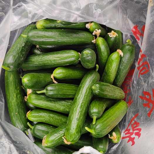 自主种植的水果黄瓜，绿色种植。