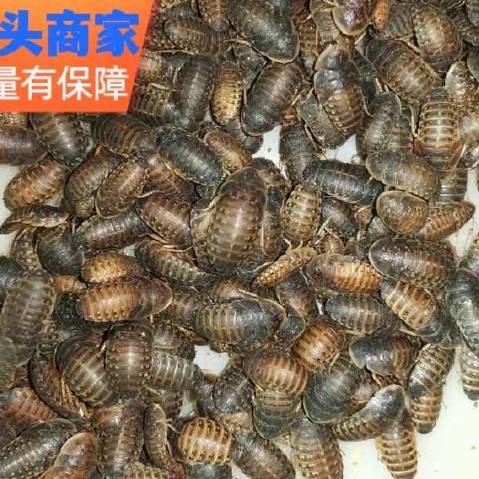 平和县杜比亚蟑螂源头厂家批发量大可谈一件代发