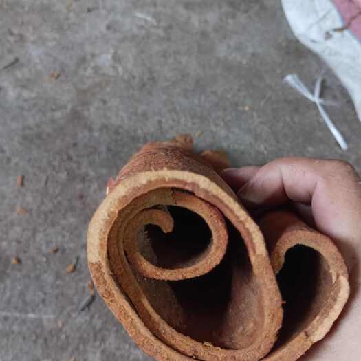 防城港防城刮皮通，足干，无硫，含油量高，辛辣味浓厚！