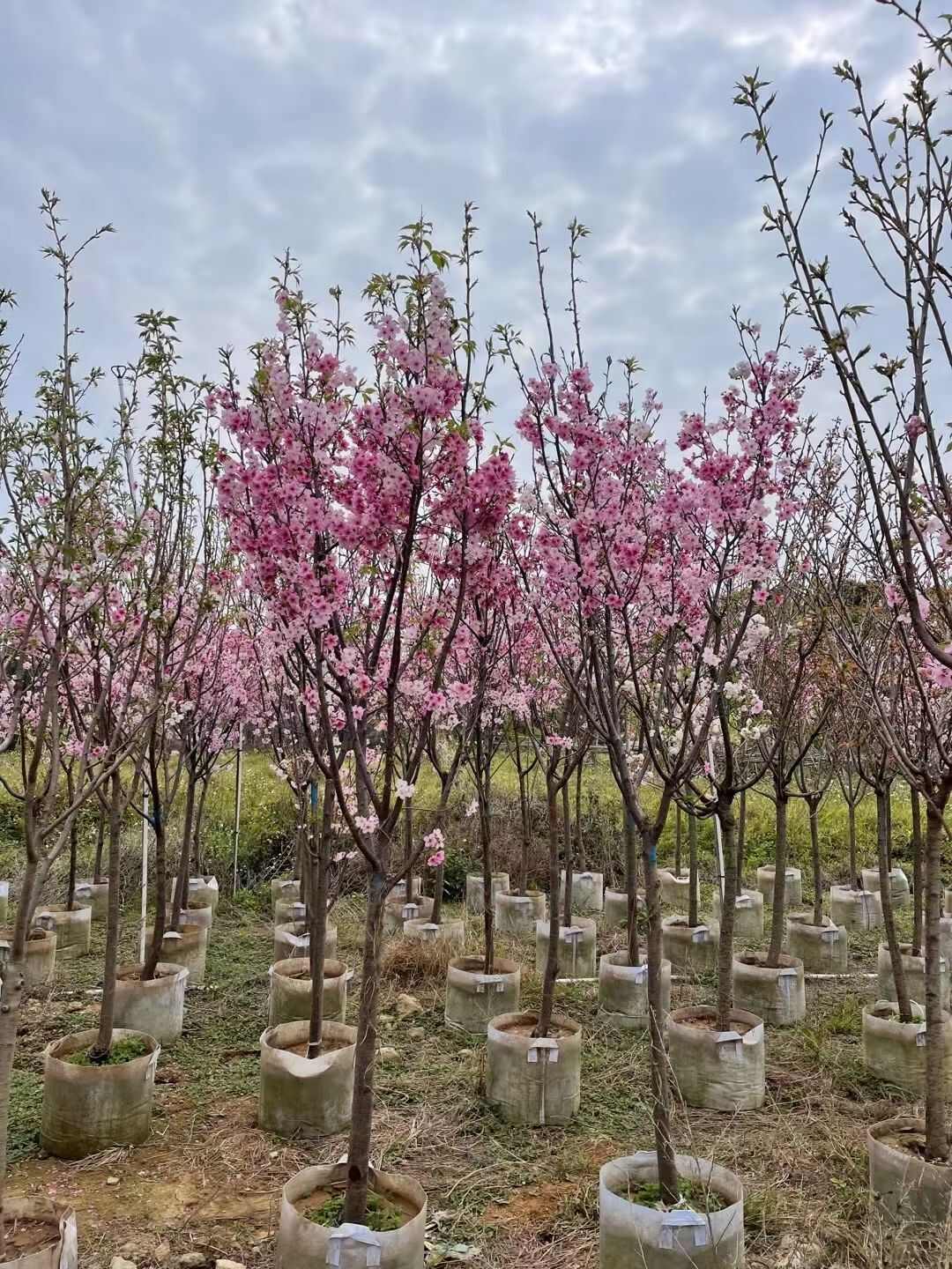 日本樱花3-5公分大量出售