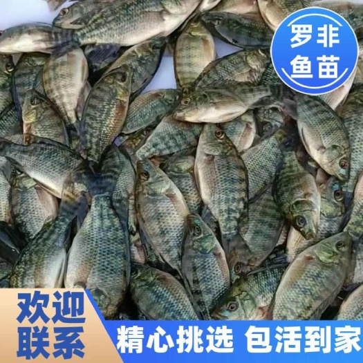 罗非鱼苗，鲜活鱼苗，涨势快，基地直发，送货上门，提供养殖技术