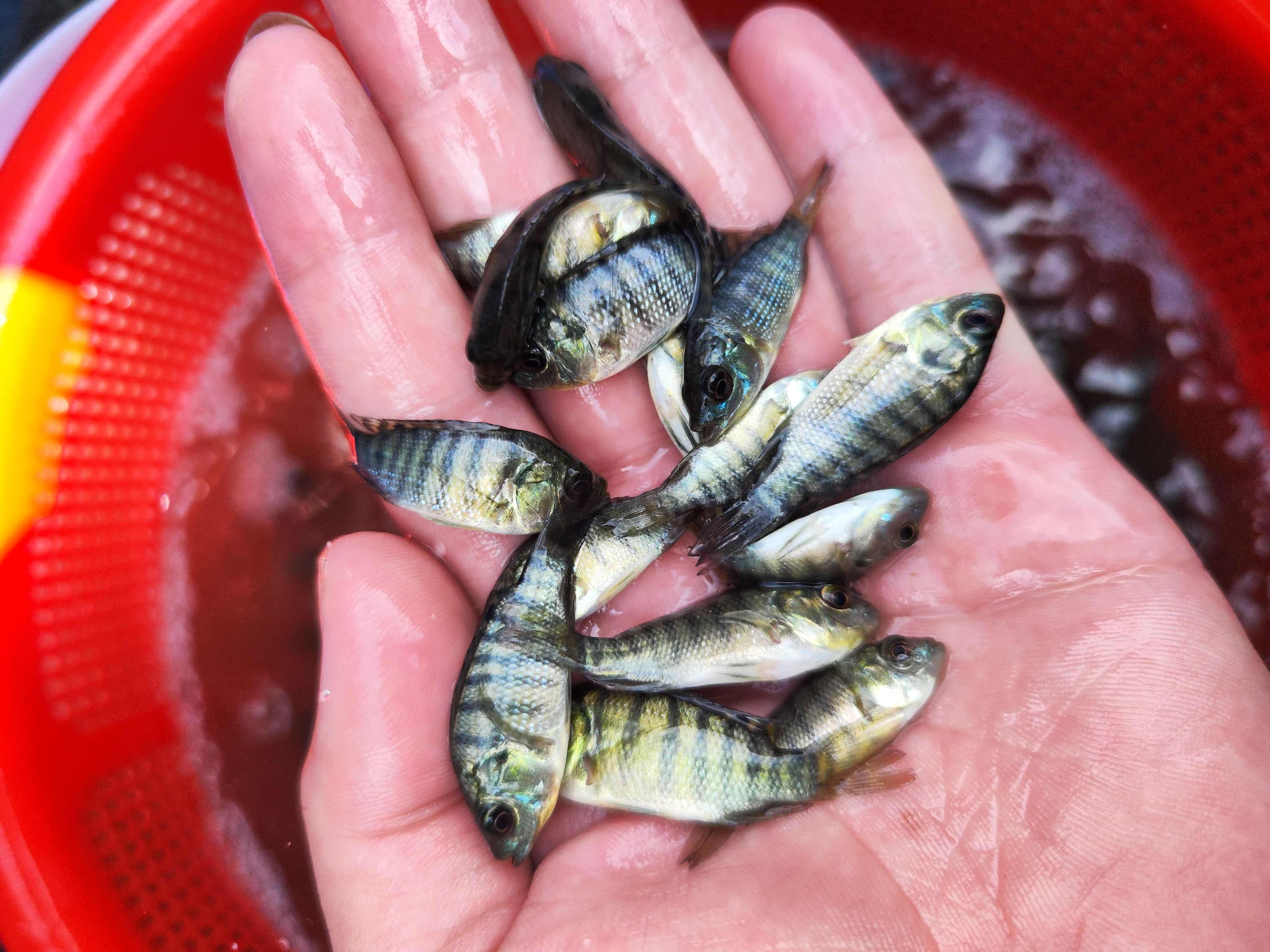 羅非魚苗，鮮活魚苗，漲勢快，基地直發(fā)，送貨上門，提供養(yǎng)殖技術(shù)