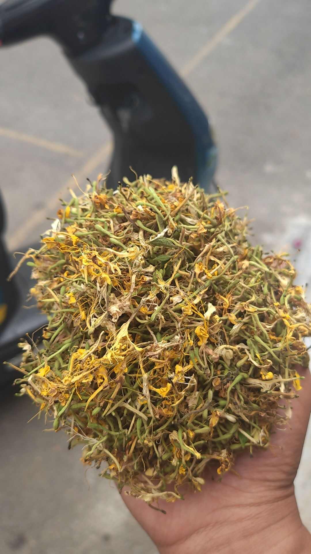 金银花统货药厂货自然晾干无硫