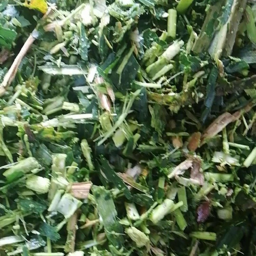 海丰县青贮玉米秸秆