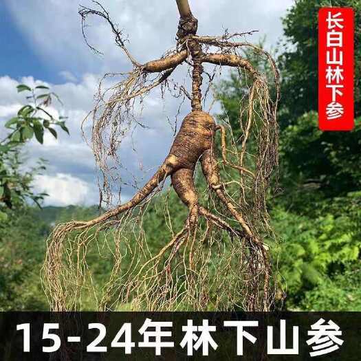 通化县正品林下参鲜人参长白山山参泡酒新鲜参礼盒东北老人叁籽货